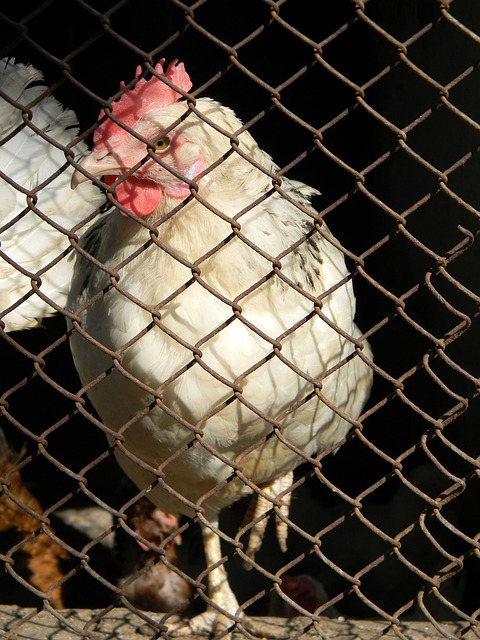 在他一手策 在他一手策